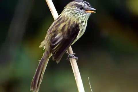 Agile Tit-Tyrant