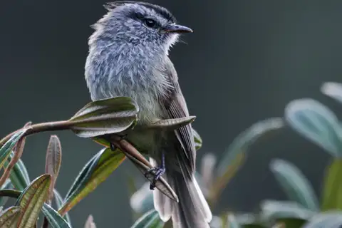 Unstreaked Tit-Tyrant
