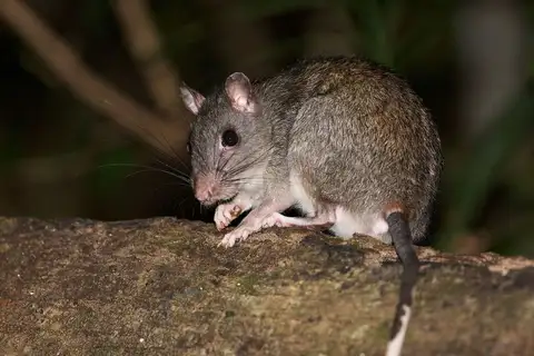 White-tailed Giant Rat