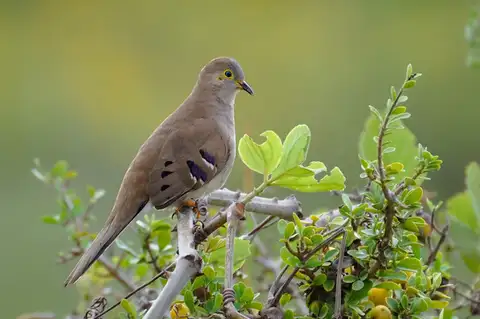 Long-tailed Ground Dove