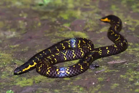 Phipson's Shieldtail