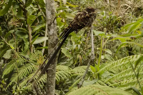 Lyre-tailed Nightjar