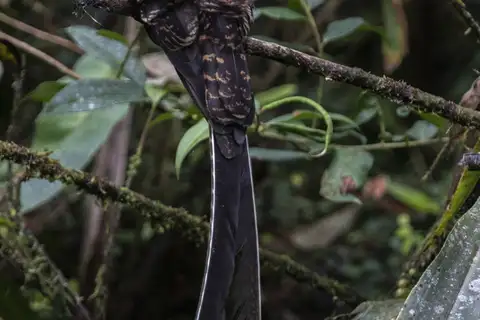 Swallow-tailed Nightjar