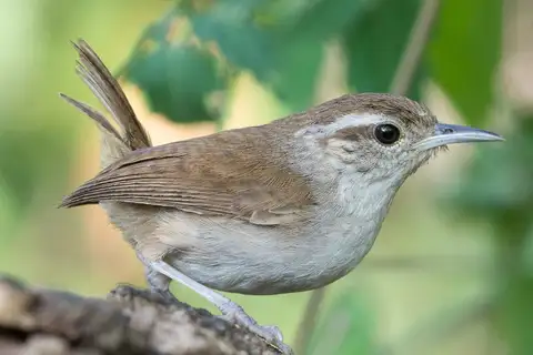 White-bellied Wren