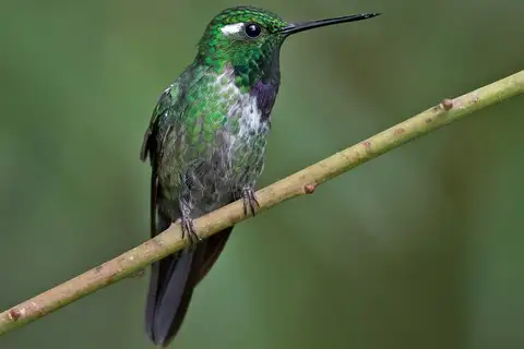 Purple-bibbed Whitetip