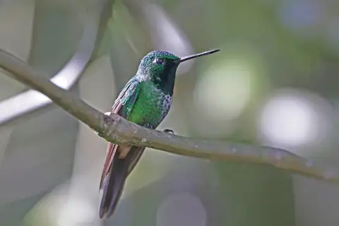 Rufous-vented Whitetip