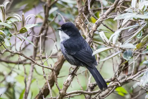 Black-backed Bush Tanager