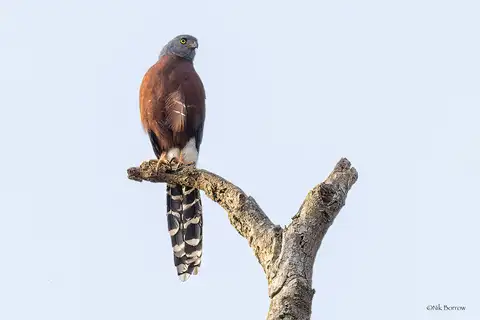 Long-tailed Hawk
