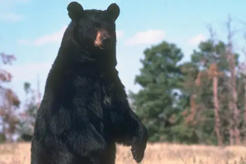 American Black Bear
