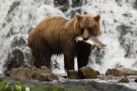 Brown Bear