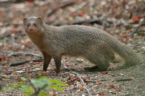 Indian Grey Mongoose
