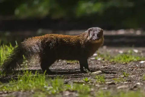 Indian Brown Mongoose