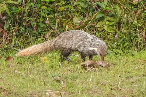 Crab-eating Mongoose