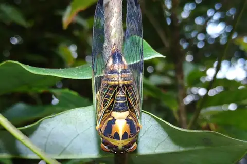 Vagitanus terminalis