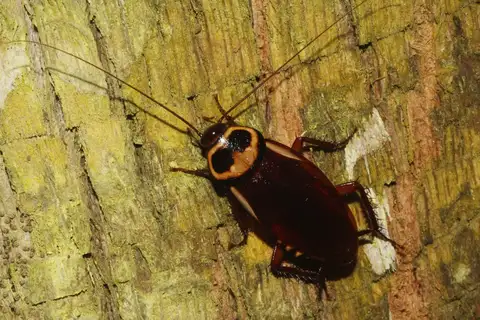 Australian Cockroach