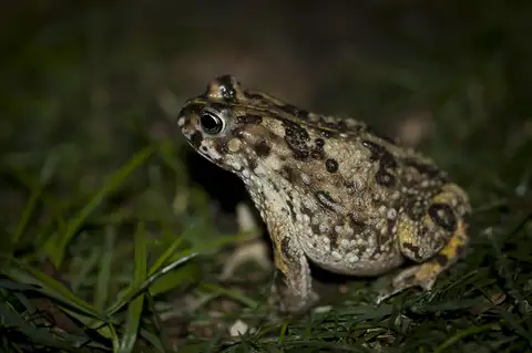 Sand Toad