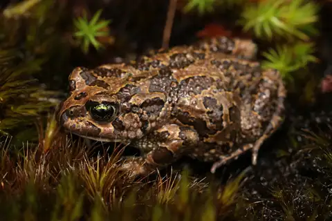 Inyanga Toad