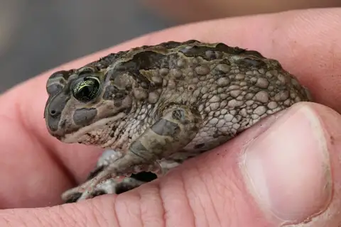 Cloud Toad