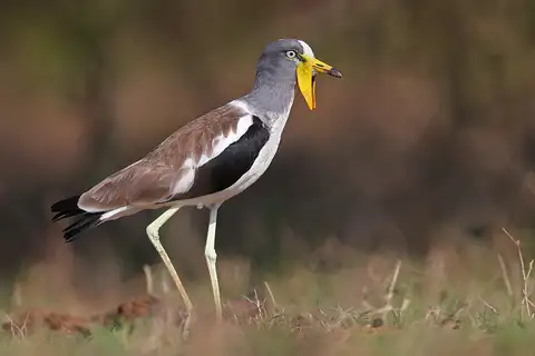 White-crowned Lapwing
