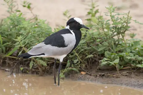 Blacksmith Lapwing
