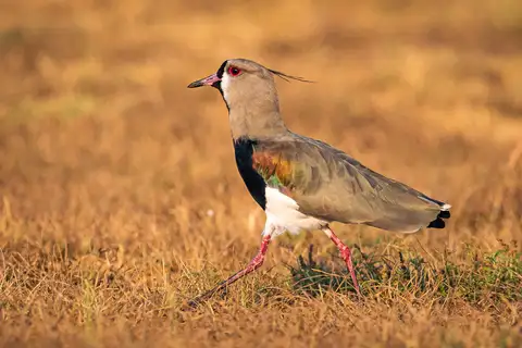 Southern Lapwing