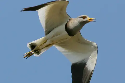 Grey-headed Lapwing