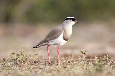 Crowned Lapwing