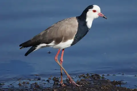 Long-toed Lapwing