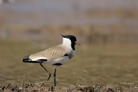 River Lapwing