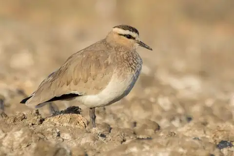 Sociable Lapwing