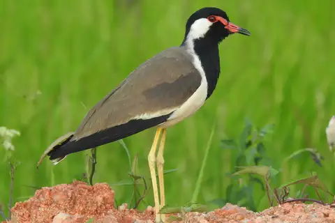 Red-wattled Lapwing