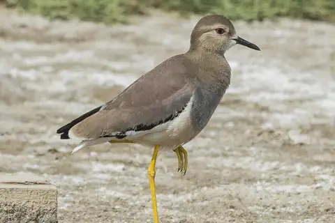 White-tailed Lapwing