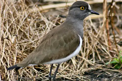 Senegal Lapwing