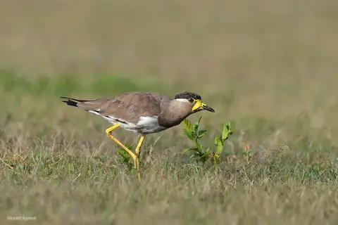 Yellow-wattled Lapwing