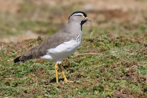 Spot-breasted Lapwing