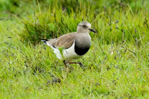 Black-winged Lapwing