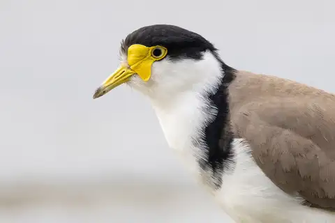 Masked Lapwing