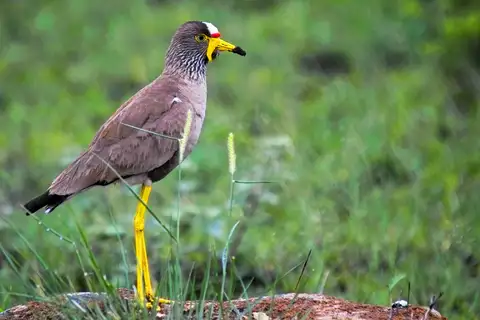 African Wattled Lapwing