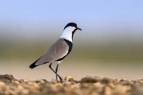 Spur-winged Lapwing