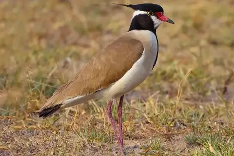 Black-headed Lapwing