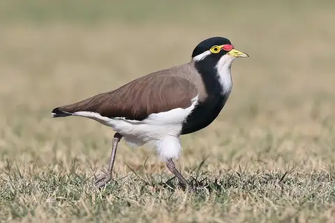 Banded Lapwing