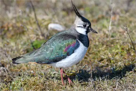 Northern Lapwing