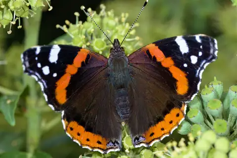 Red Admiral