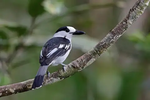 Hook-billed Vanga
