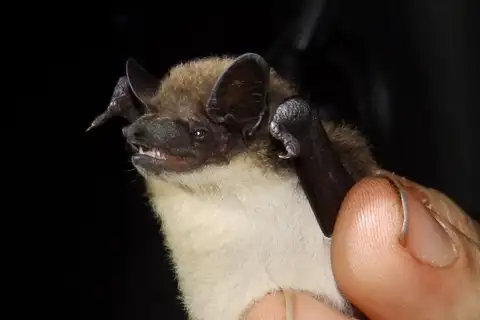 Rüppell's pipistrelle