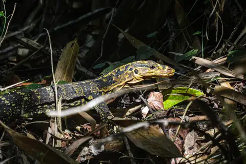 Yellow-headed Water Monitor