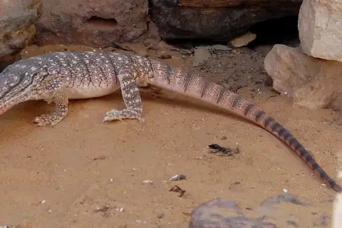 Desert Monitor
