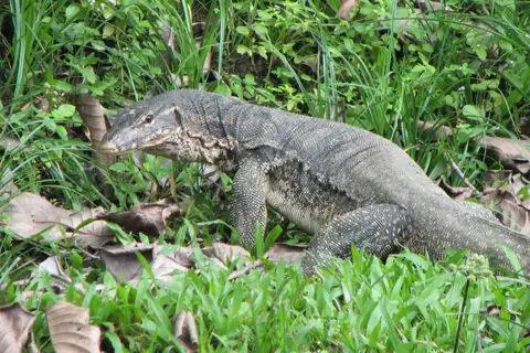 Common Water Monitor