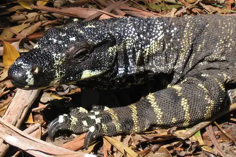 Lace Monitor