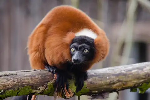 Red Ruffed Lemur